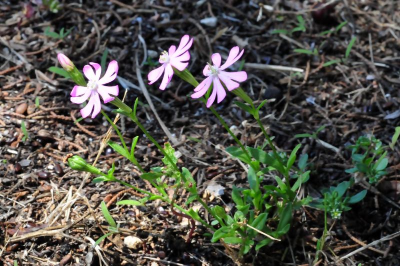 Silene canescens / Silene canescente